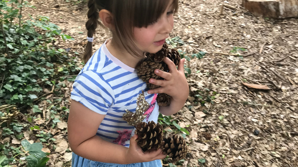 pine cones
