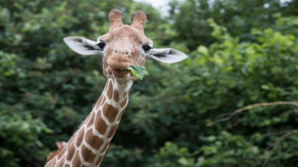 Whipsnade zoo image