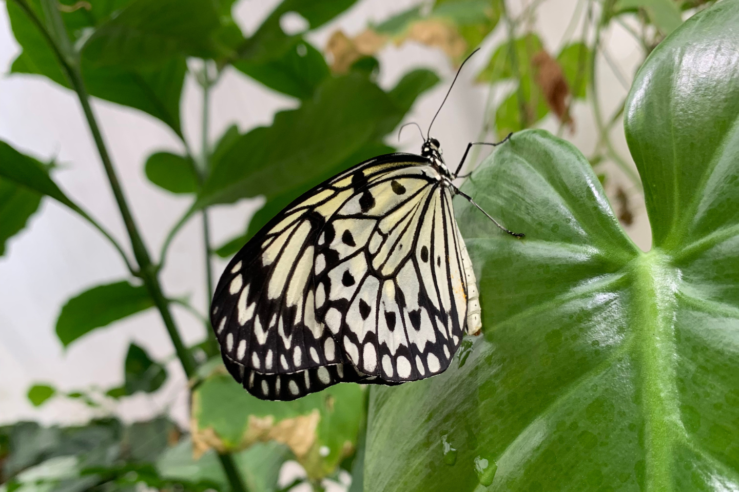 header buttefly